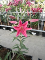 [1877 Vancouver DJ No02.JPG]